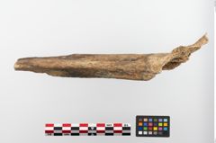Foto von Humerus (NHMW-PRAE-023689b)